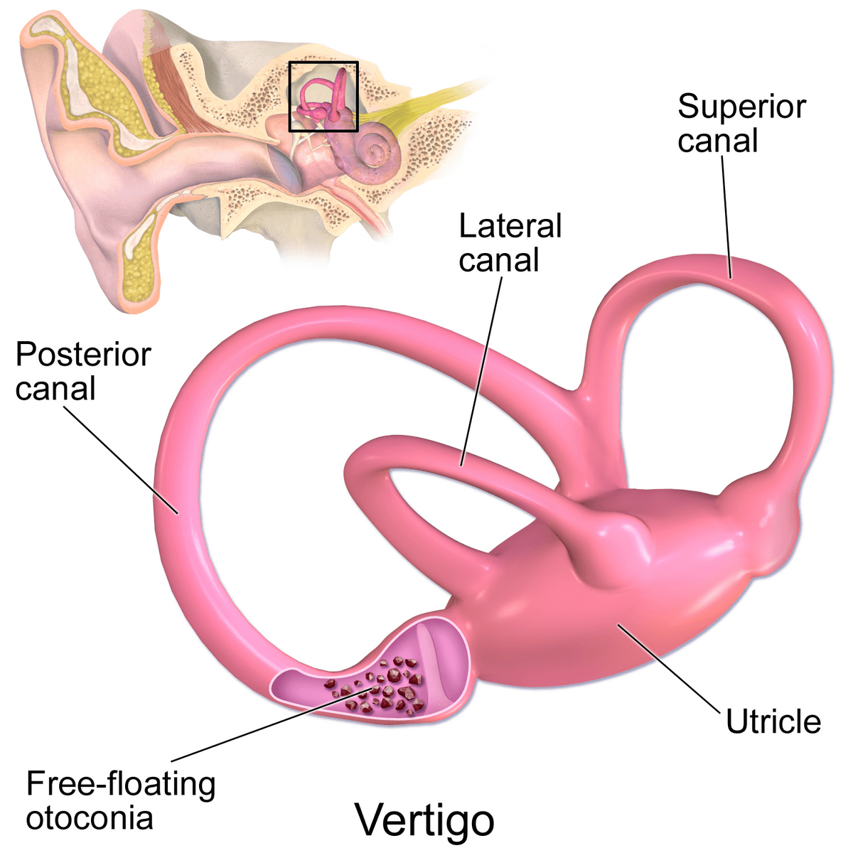 Vestibular system - Wikipedia