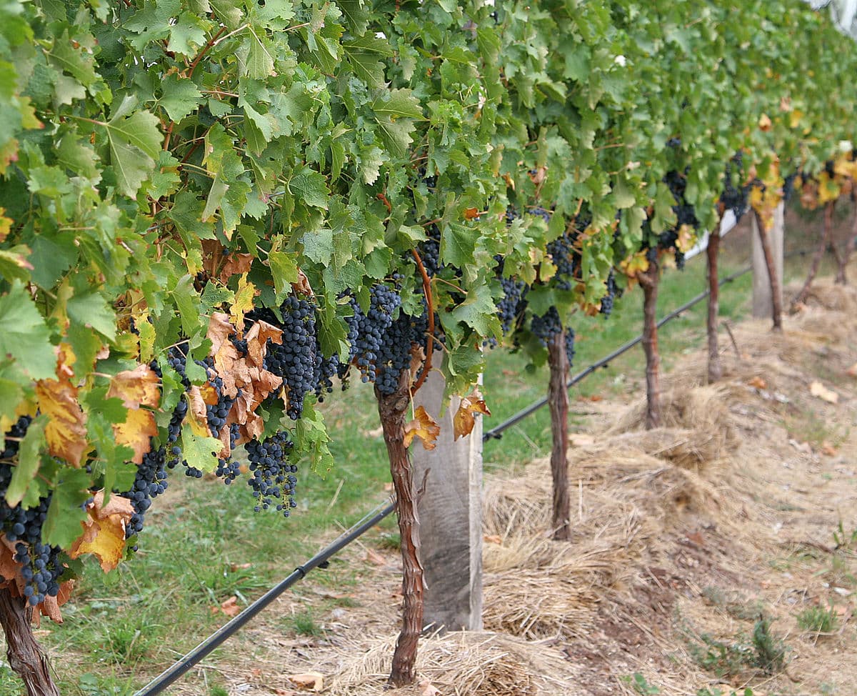 Canopy (grape) - Wikipedia