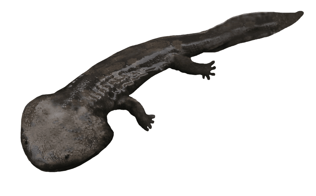 Koolasuchus — Wikipédia