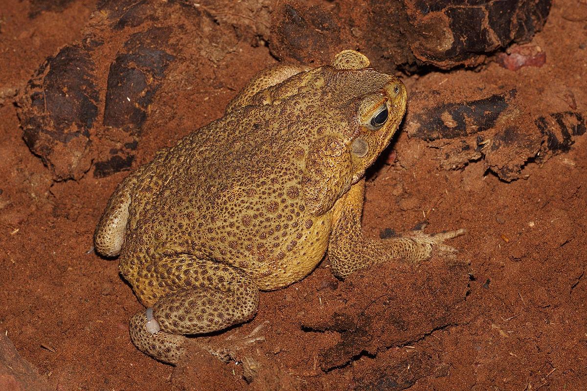 Cane toad - Wikipedia