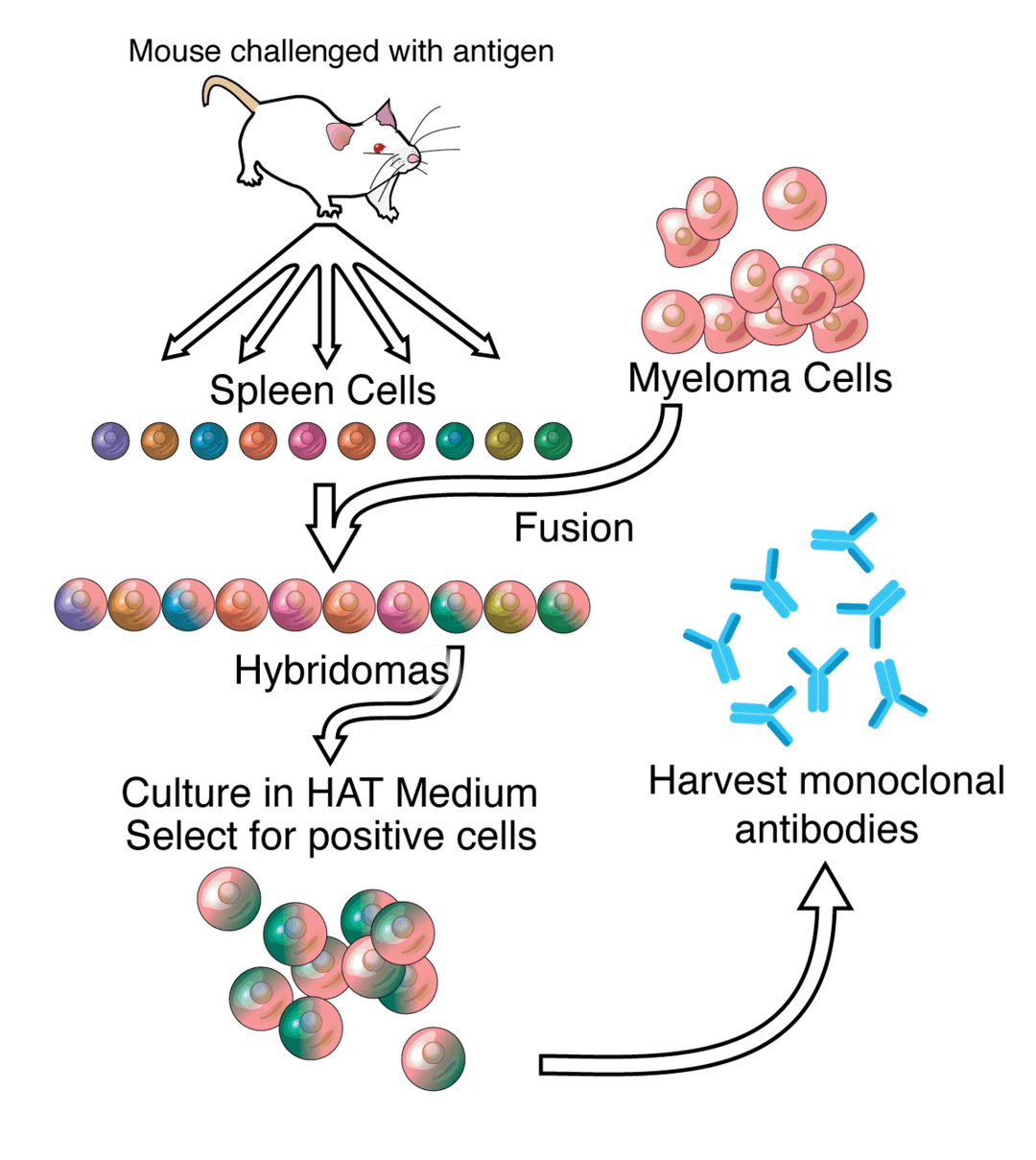 Monoclonal antibody - Wikipedia