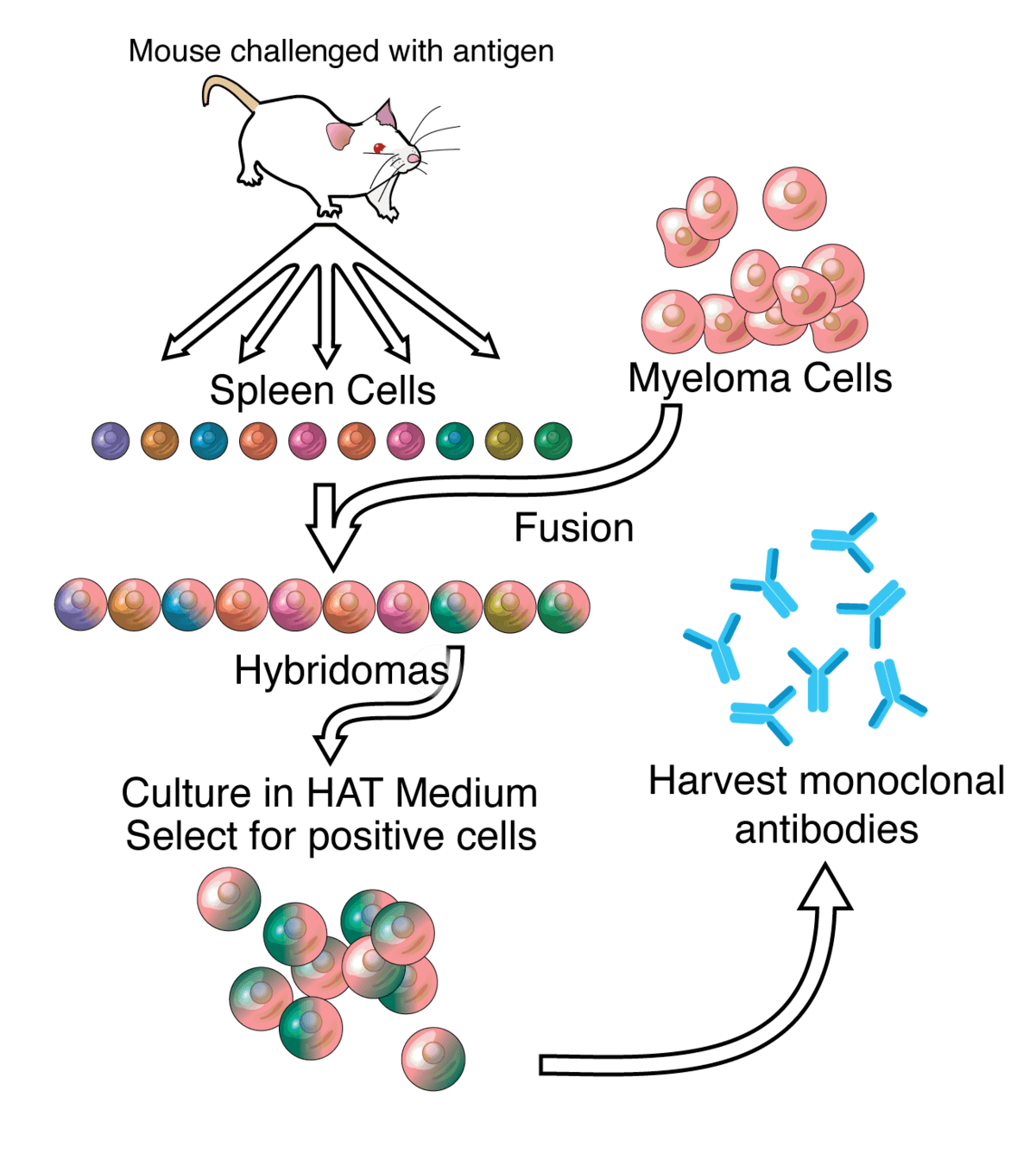 Monoclonal antibody - Wikipedia