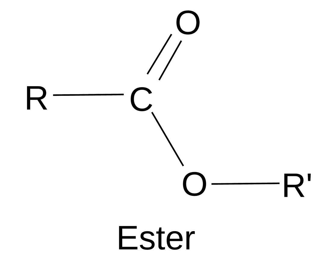 Ester — Wikipédia