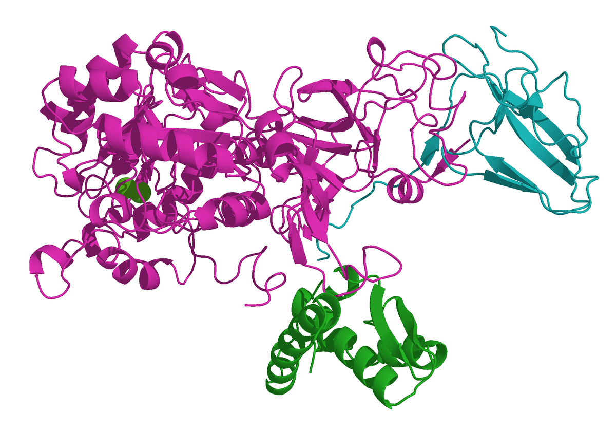 Urease - Wikipedia