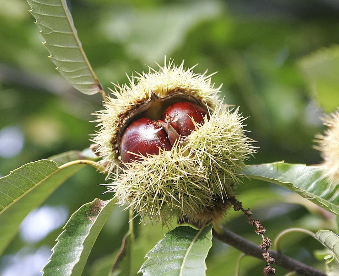 Sweet chestnut - Wikipedia