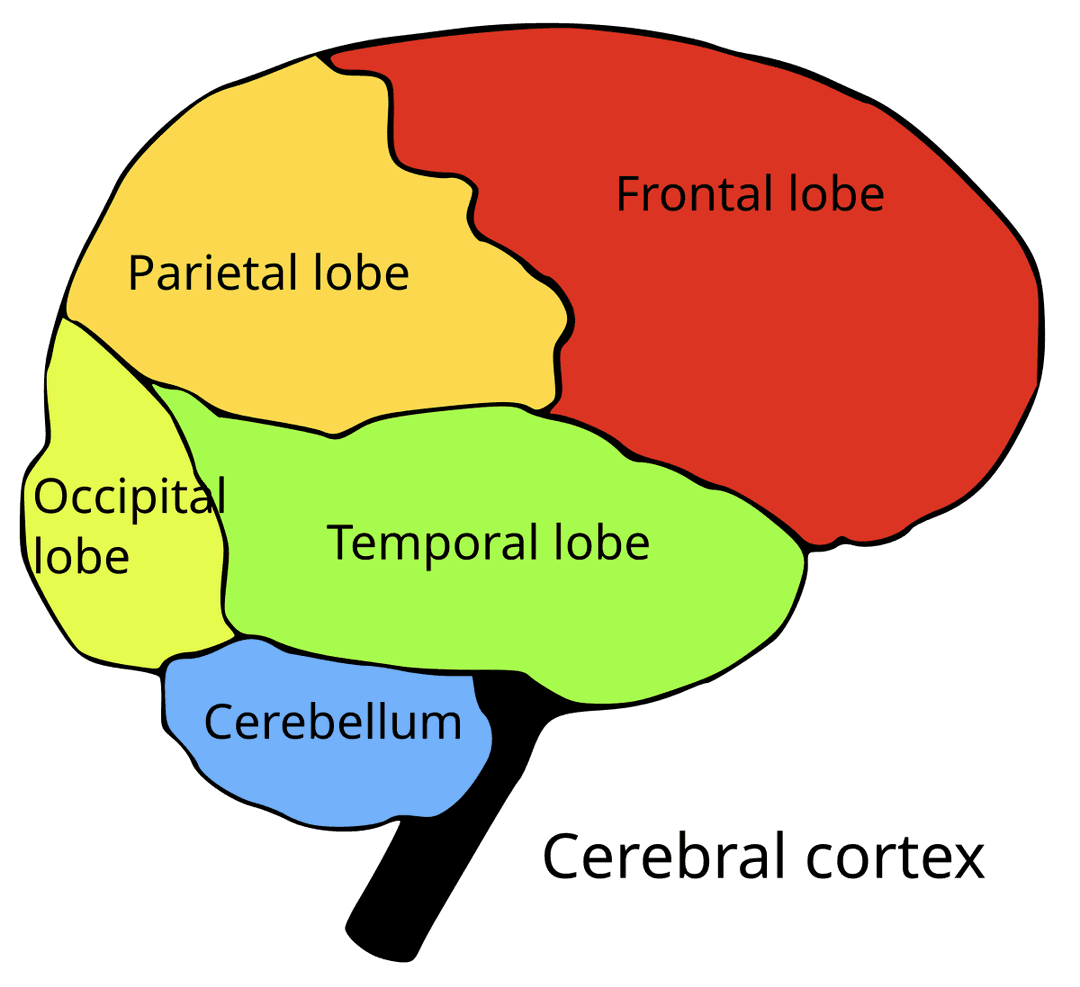 Lobe temporal — Wikipédia