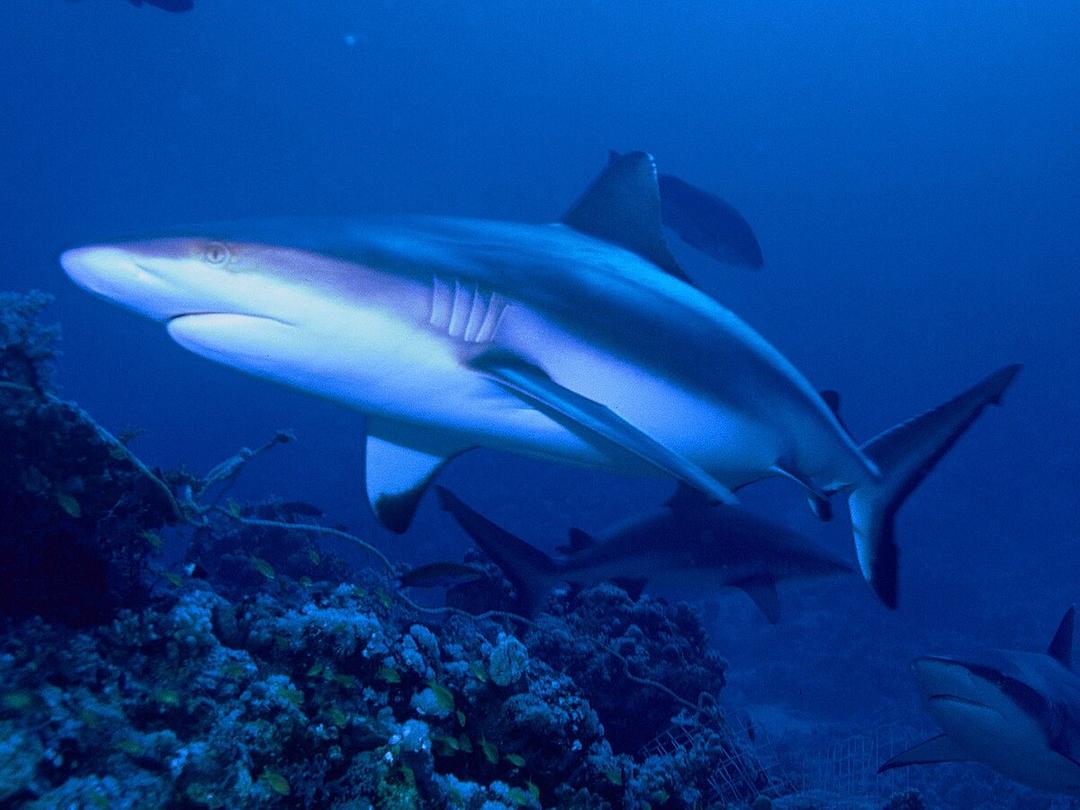 Grey reef shark - Wikipedia