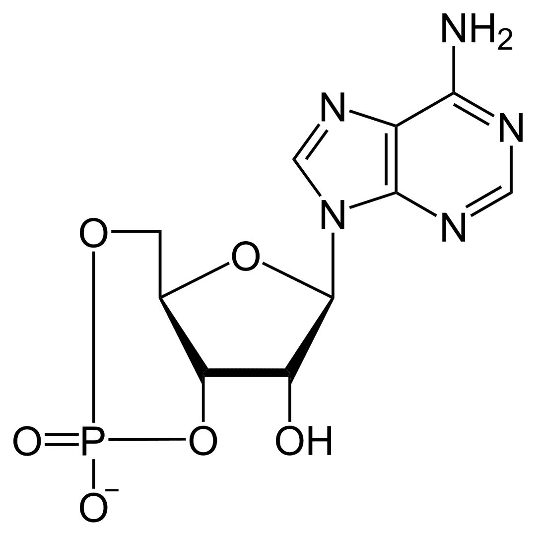 Cyclic adenosine monophosphate - Wikipedia