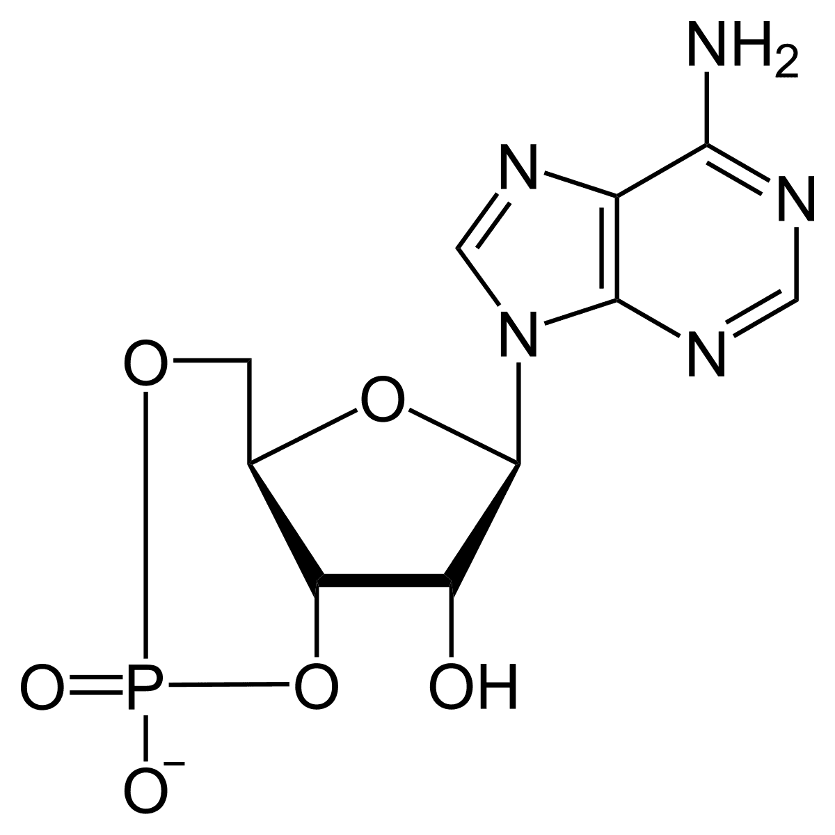 Cyclic adenosine monophosphate - Wikipedia