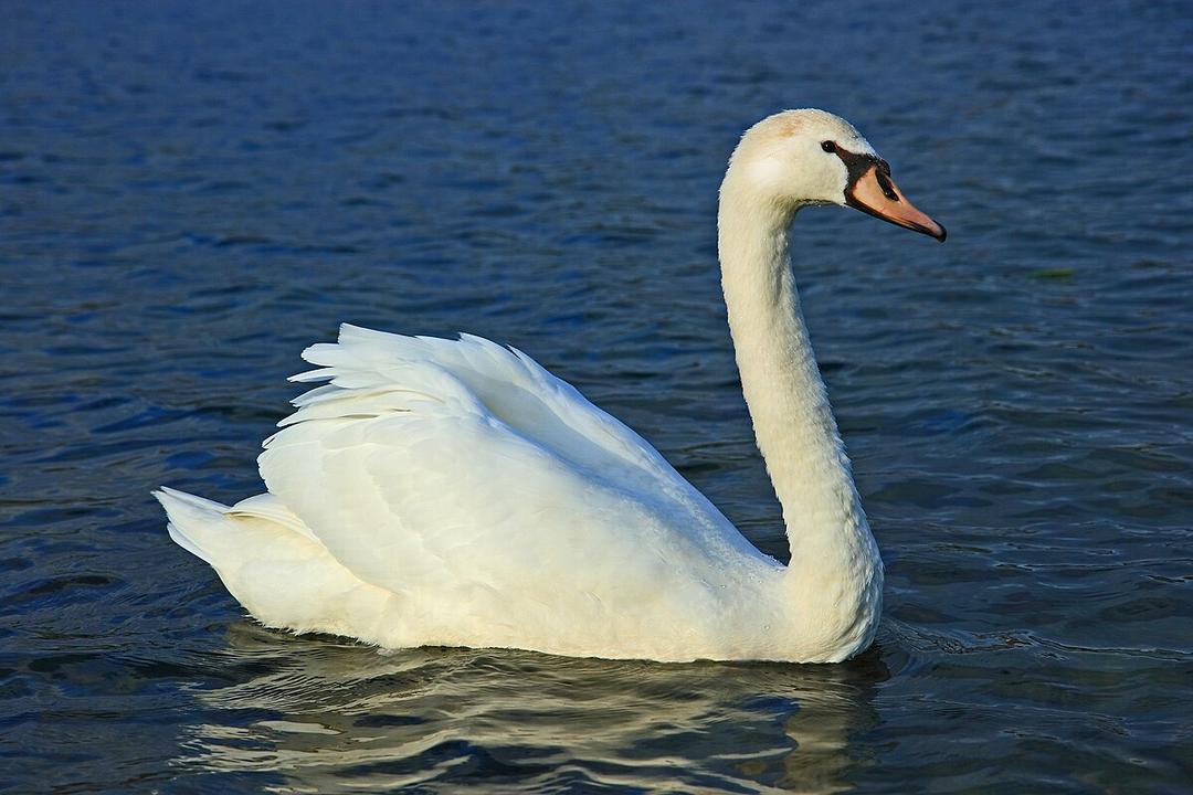 Cygne — Wikipédia