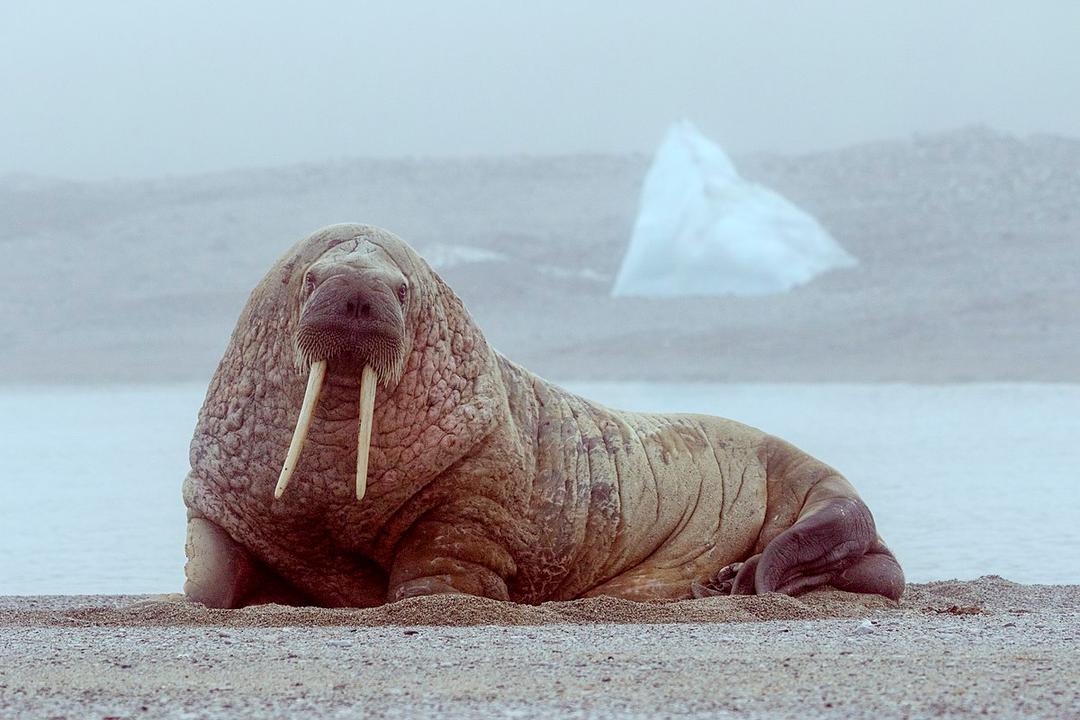 Walrus - Wikipedia