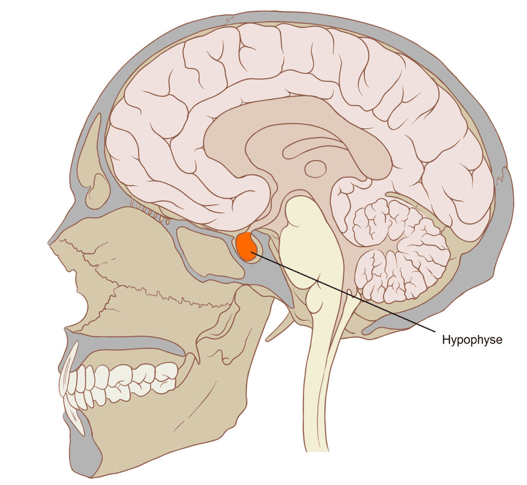 Pituitary gland - Wikipedia