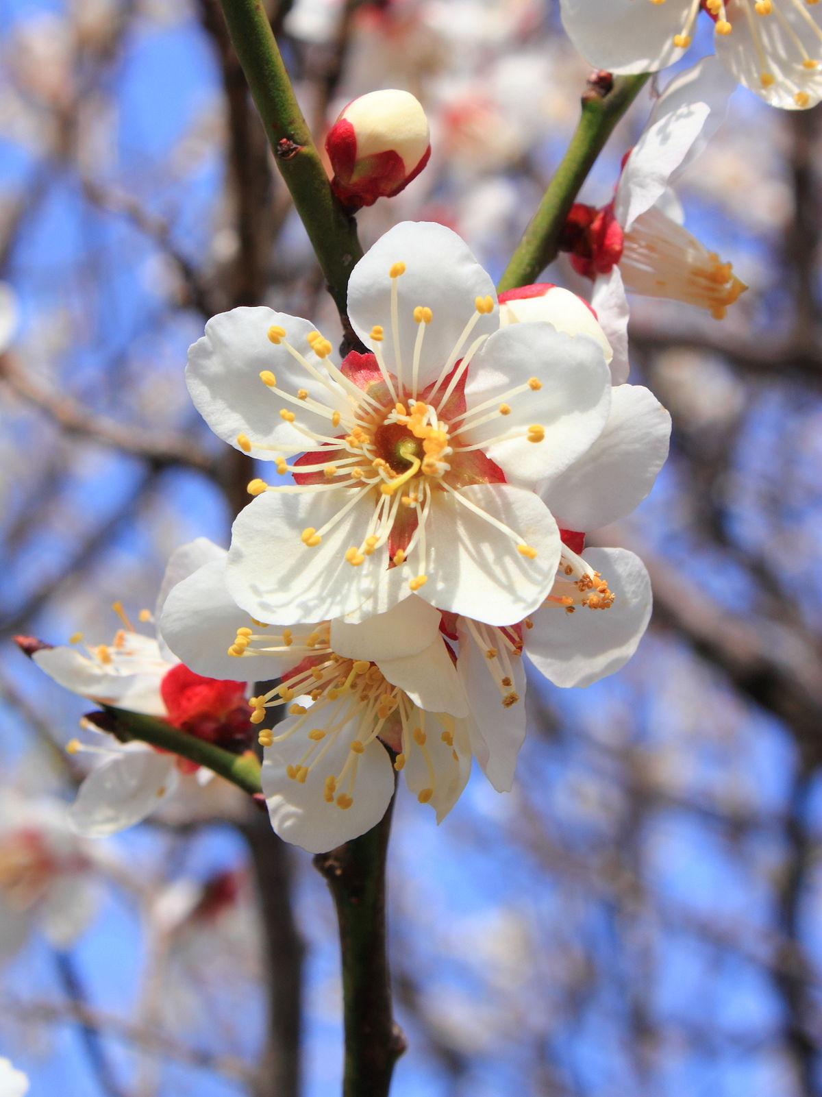 Prunus mume - Wikipedia