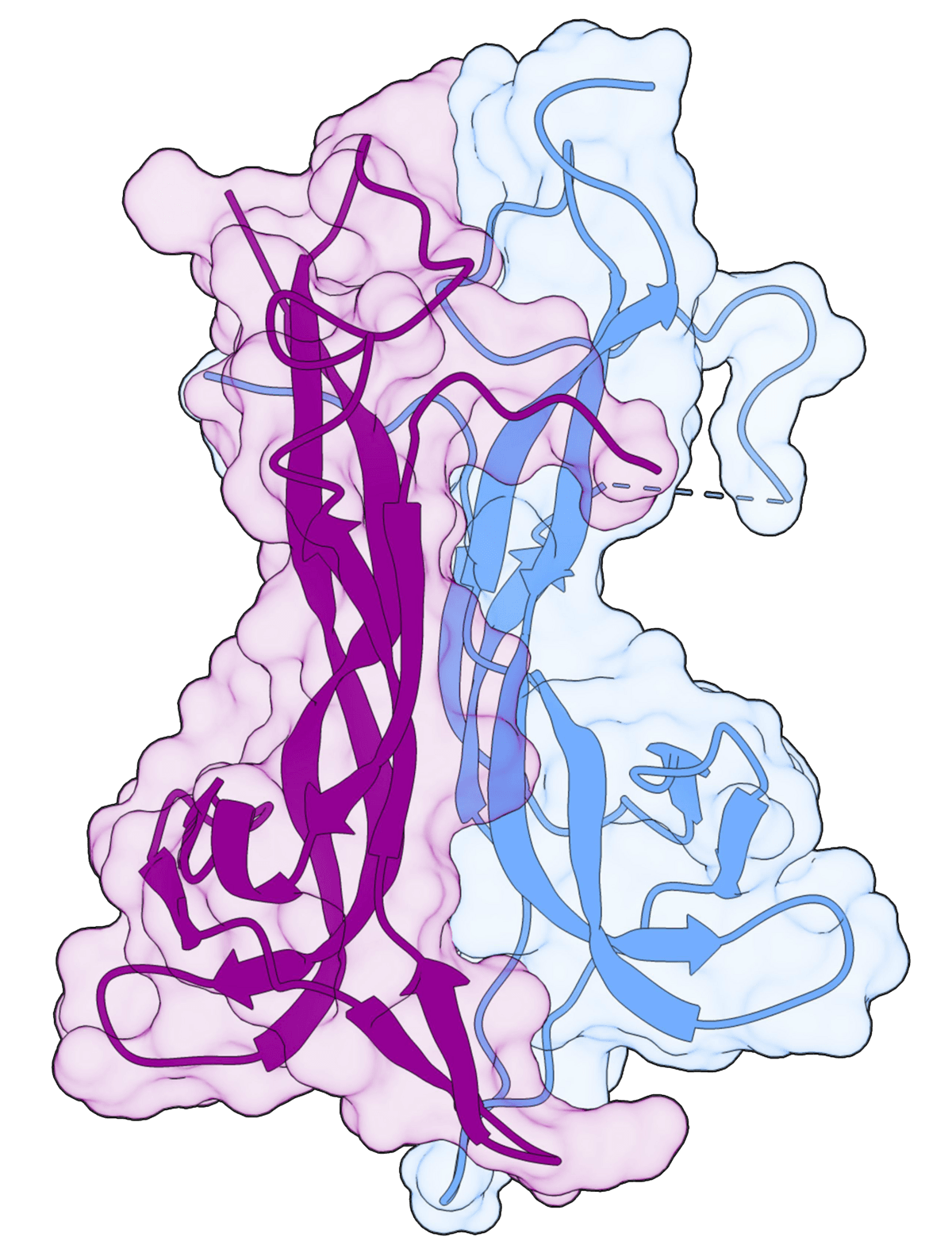 Brain-derived neurotrophic factor - Wikipedia