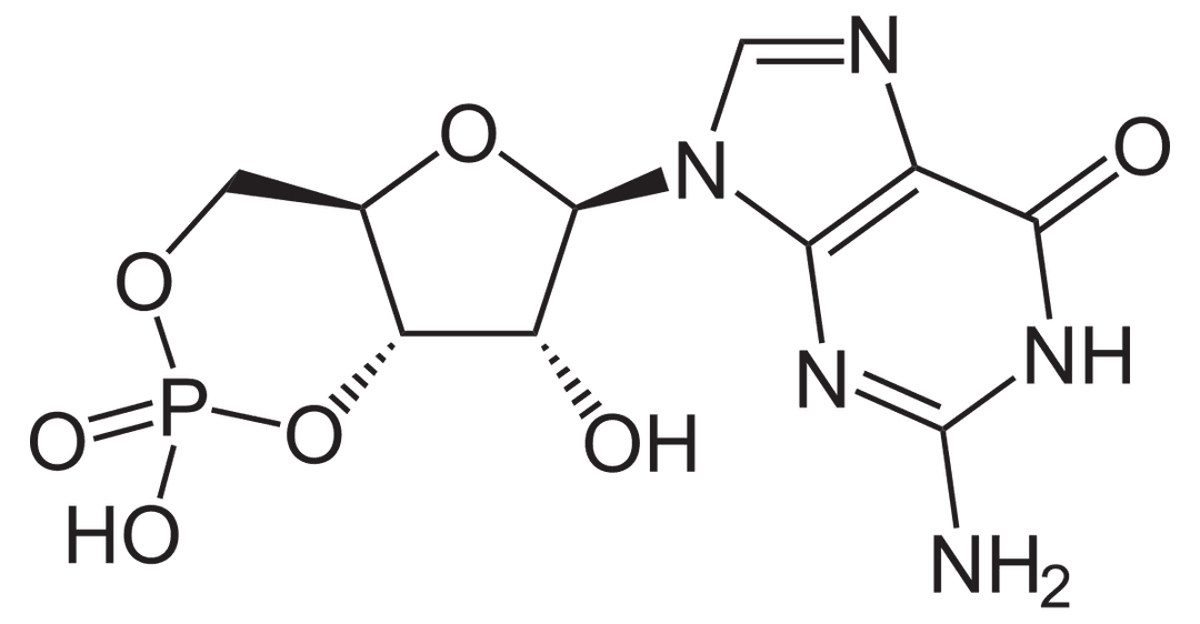 Cyclic guanosine monophosphate - Wikipedia