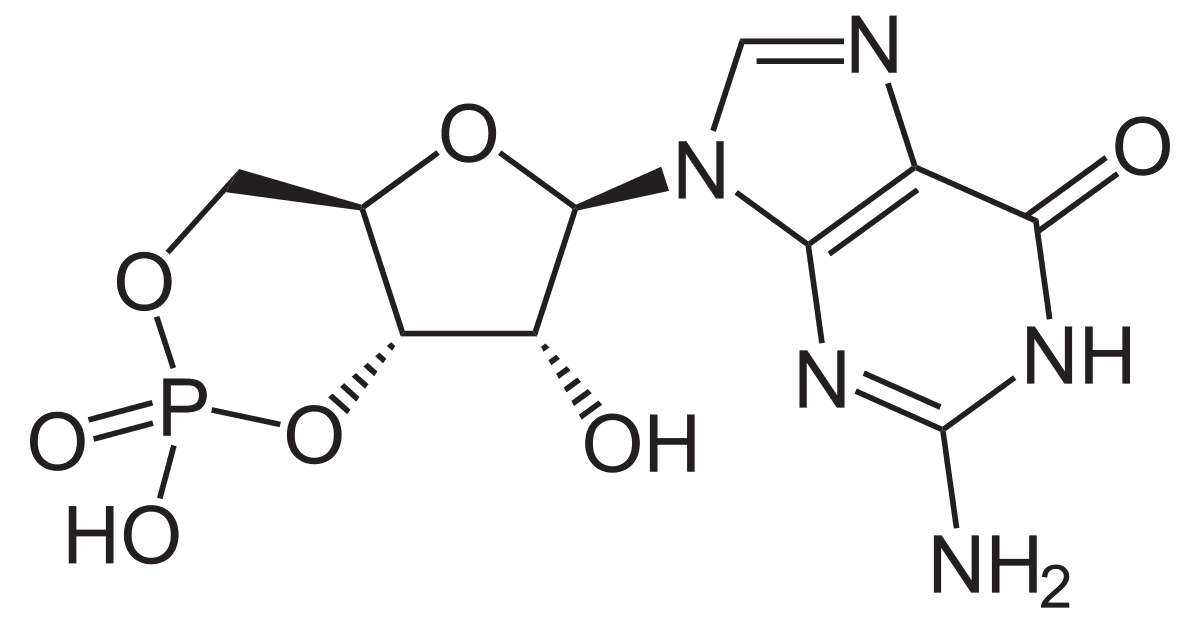 Cyclic guanosine monophosphate - Wikipedia