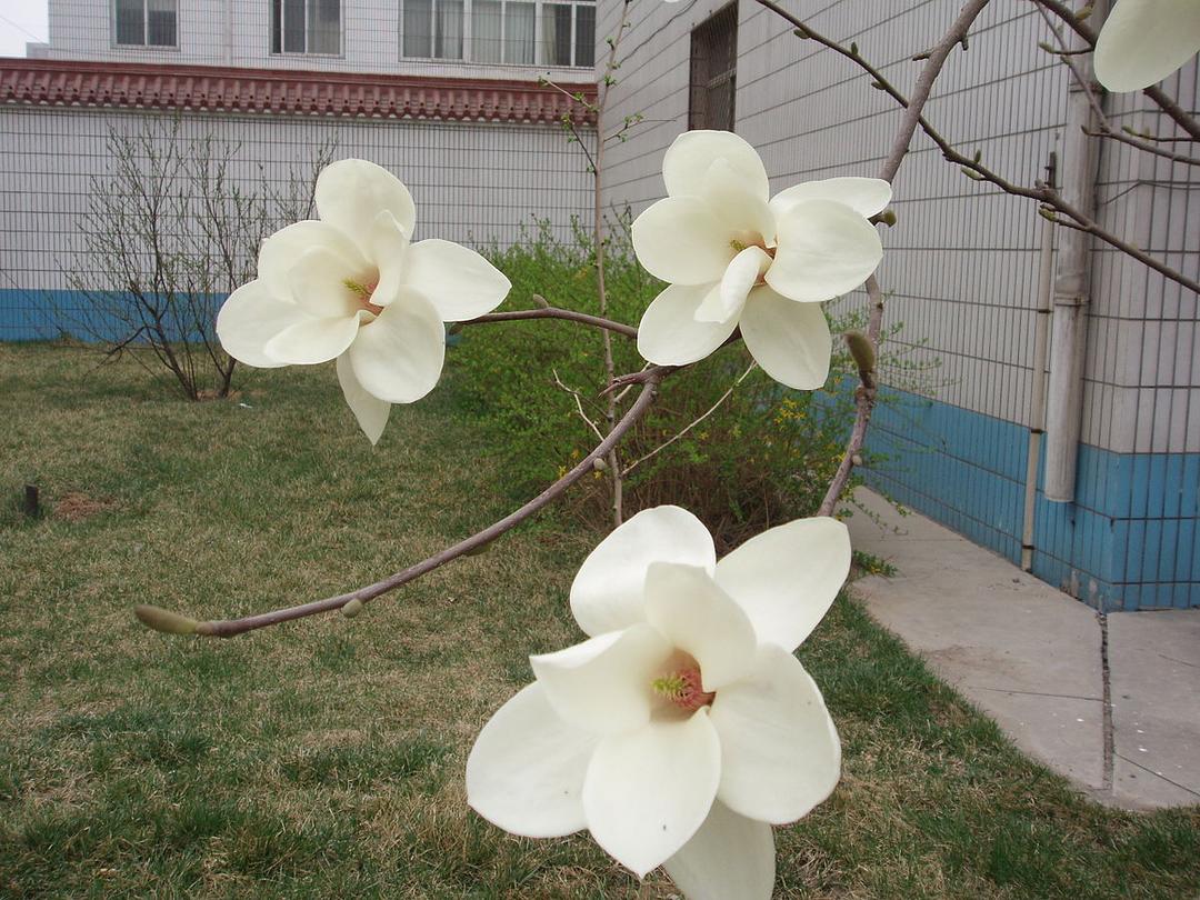 Magnoliopsida - Wikipedia