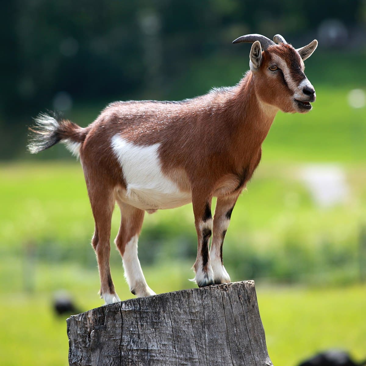 Goat - Wikipedia