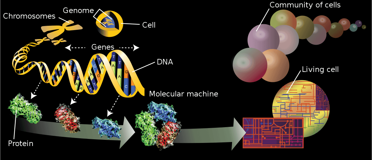 Omics - Wikipedia