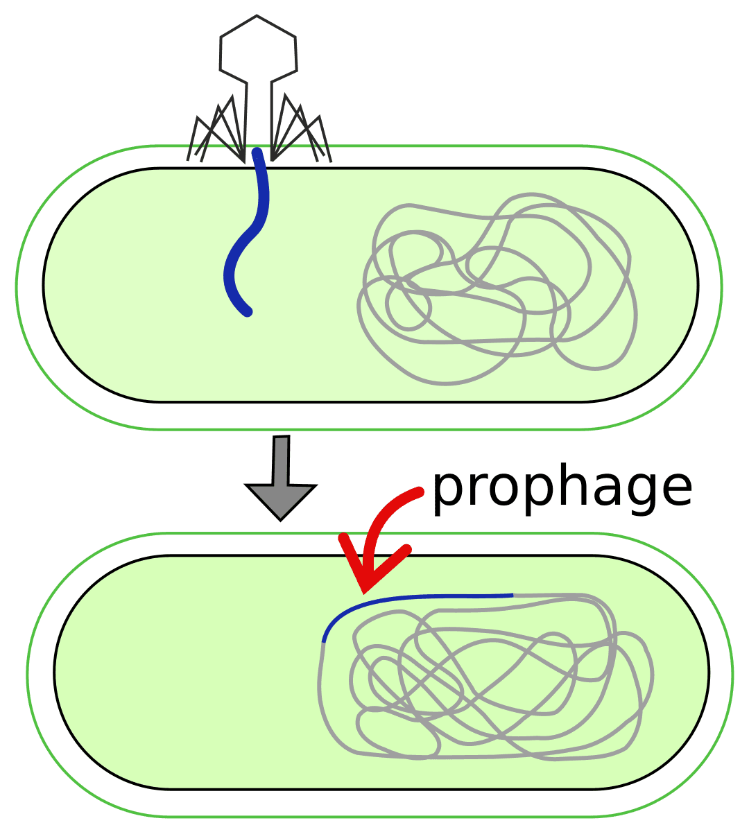 Prophage — Wikipédia