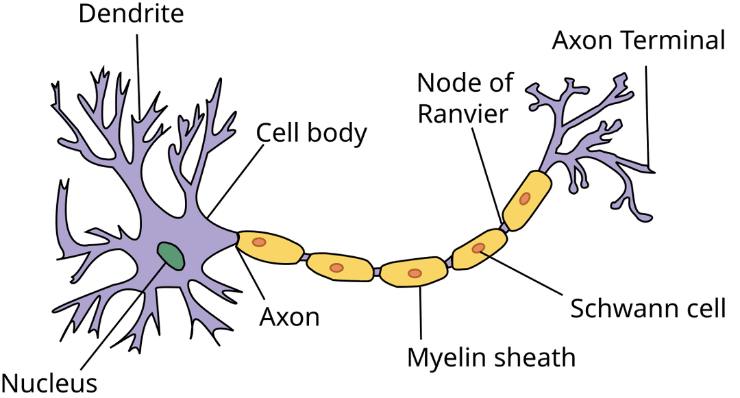 Myelin - Wikipedia