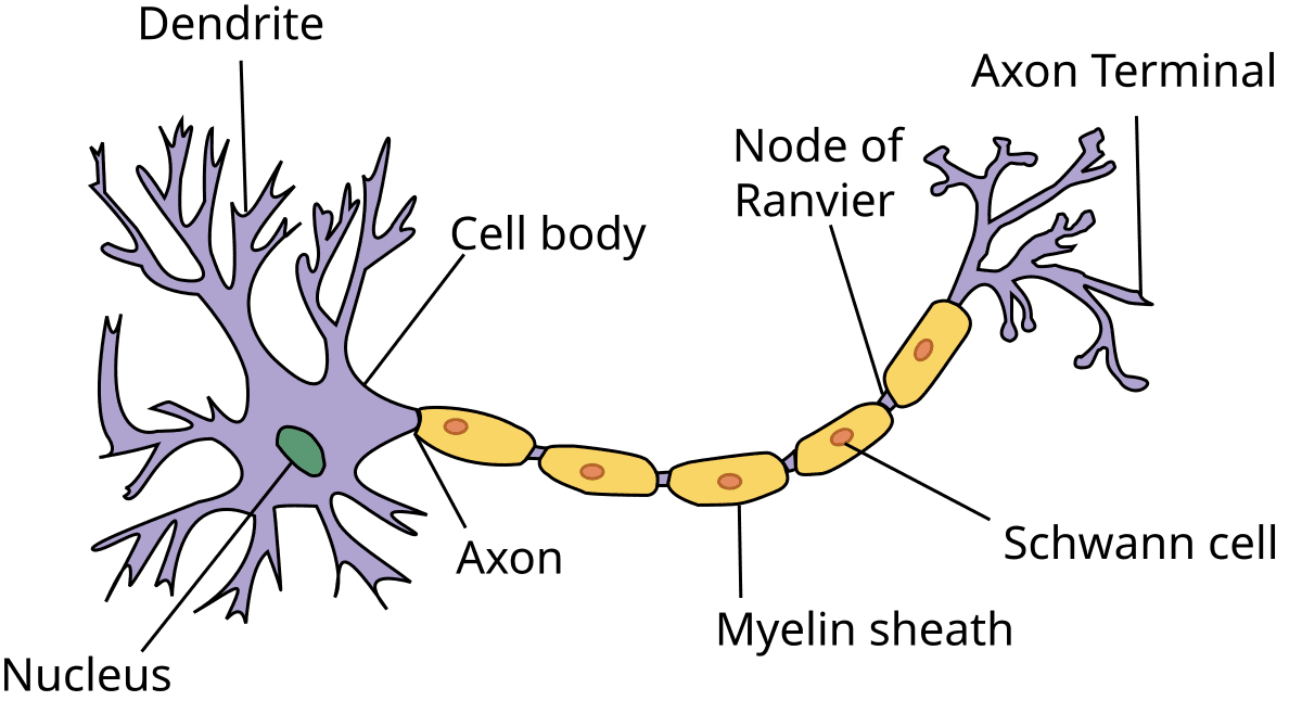 Myelin - Wikipedia