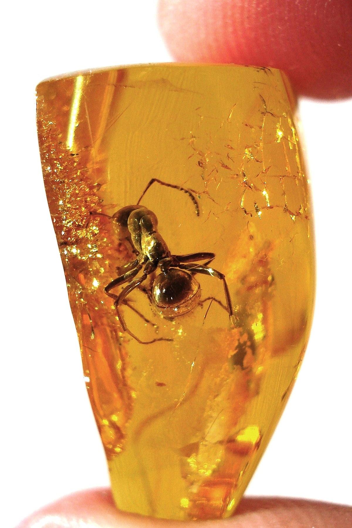 Amber - Wikipedia