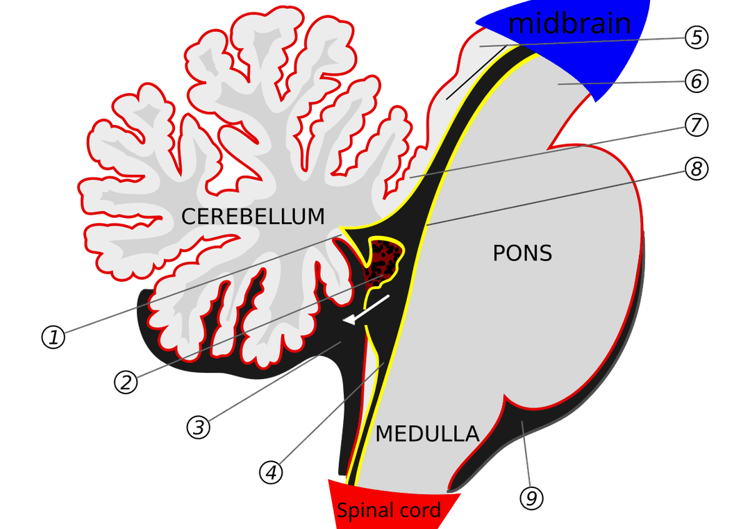 Plexus choroïdes — Wikipédia