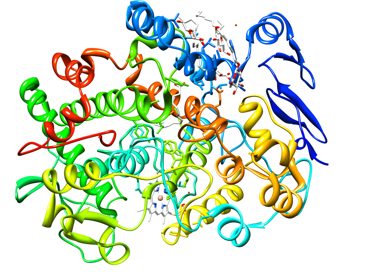 Cyclooxygenase-1 - Wikipedia