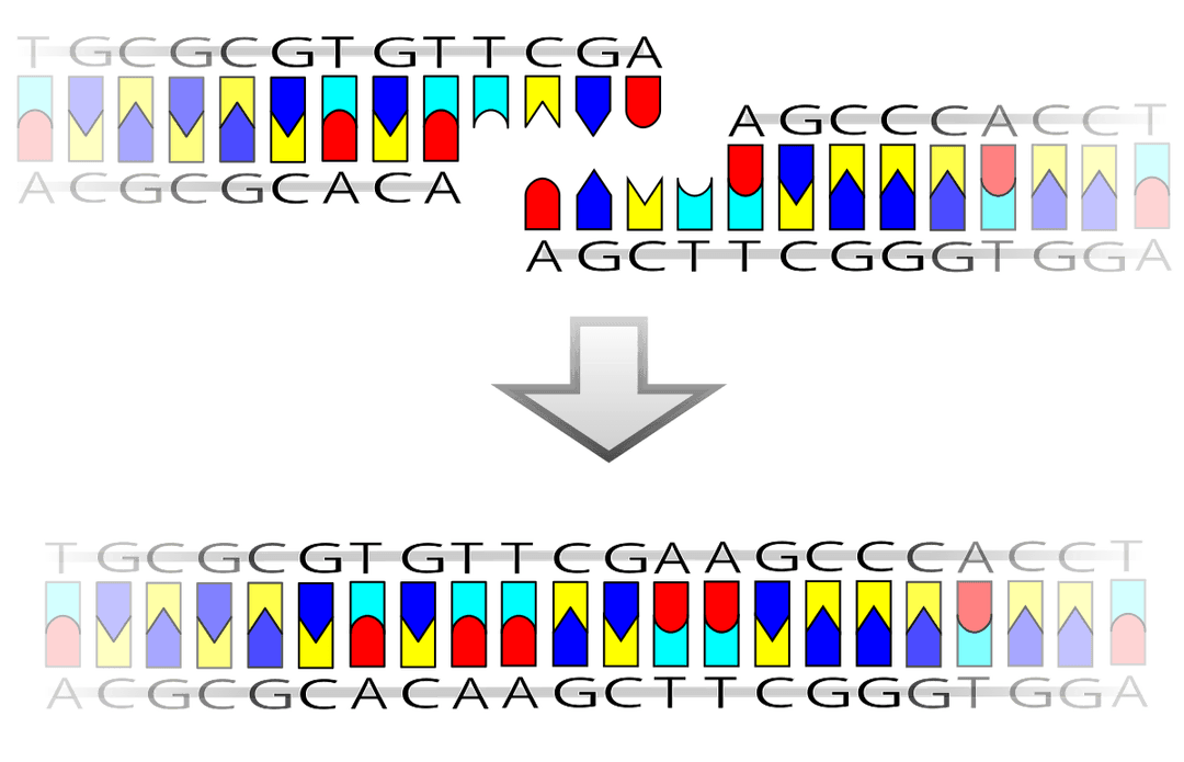 Ligation (molecular biology) - Wikipedia