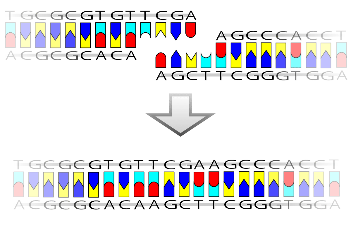 Ligation (molecular biology) - Wikipedia