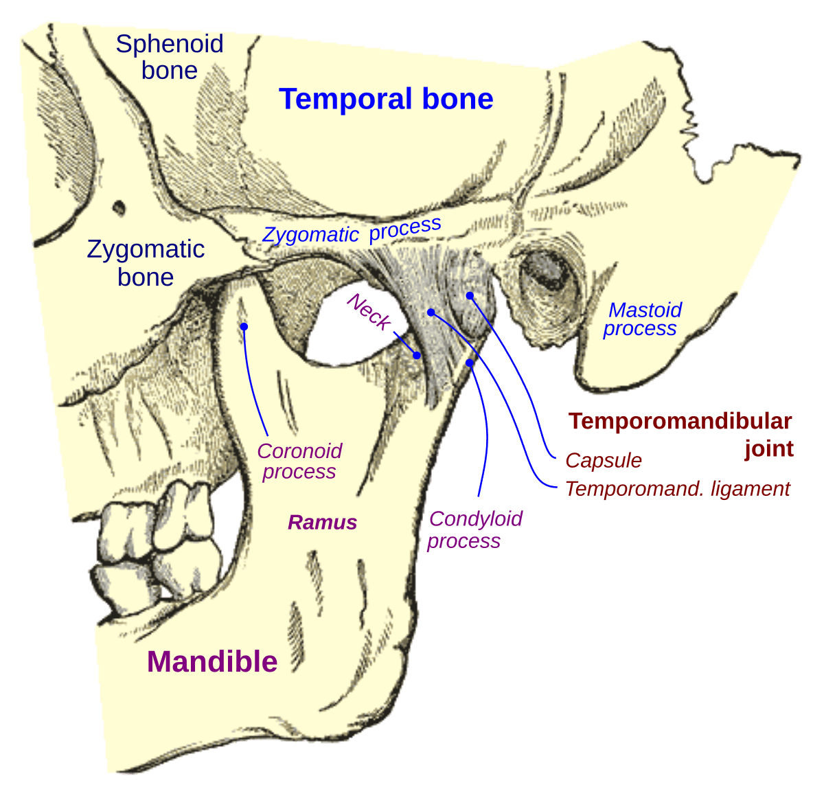 Temporomandibular joint - Wikipedia