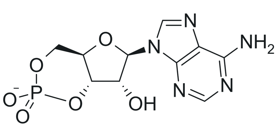 Cyclic adenosine monophosphate - Wikipedia