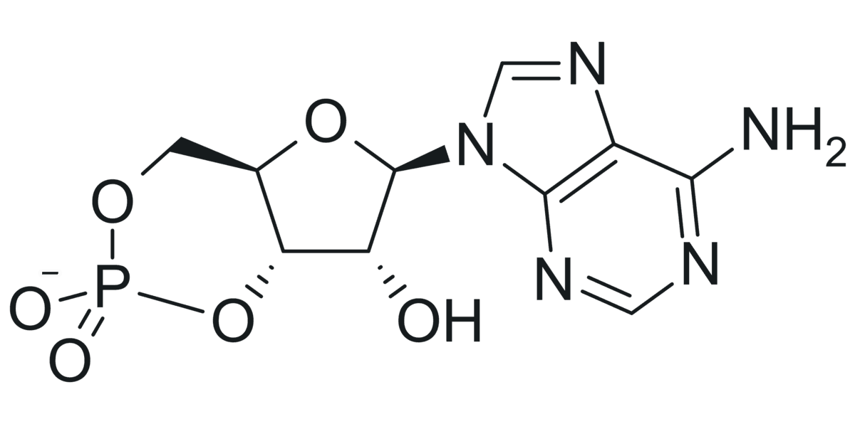 Cyclic adenosine monophosphate - Wikipedia