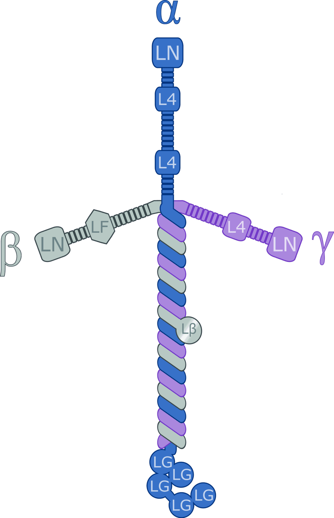 Laminin - Wikipedia