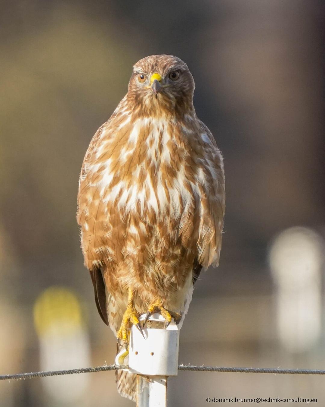 Buteo - Wikipedia