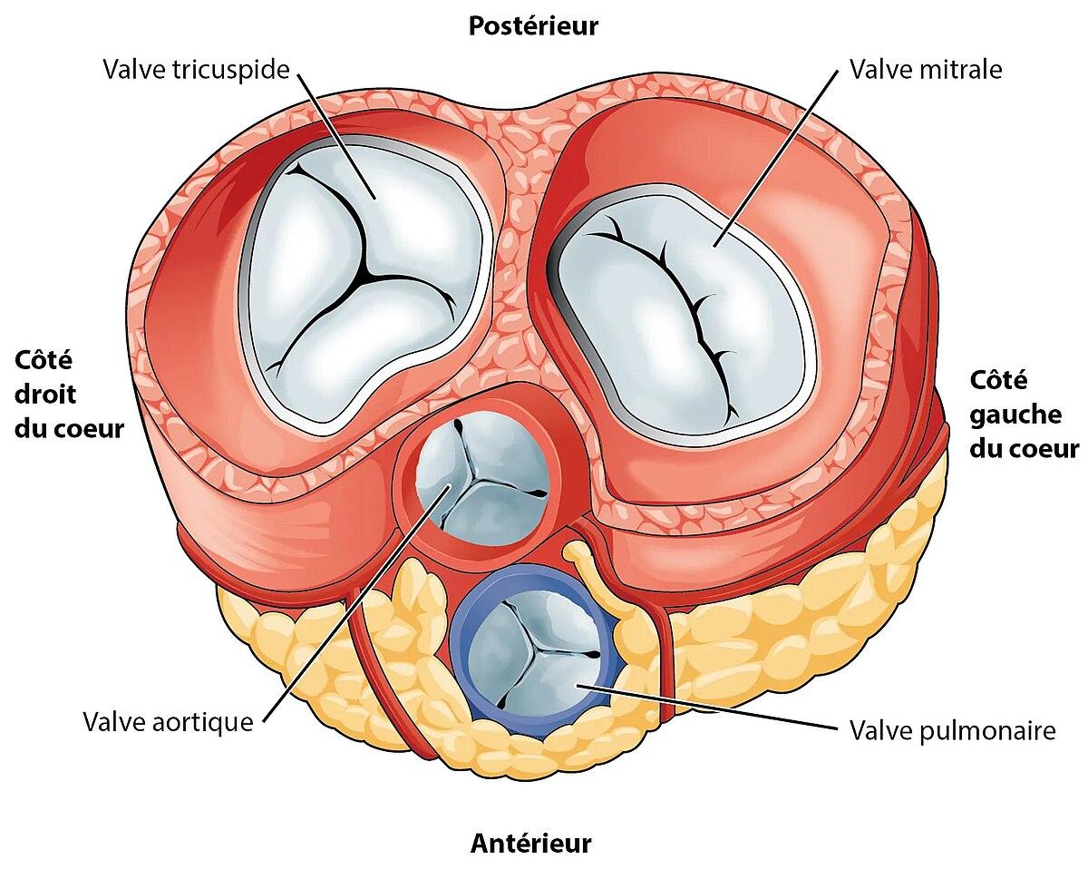 Valve cardiaque — Wikipédia