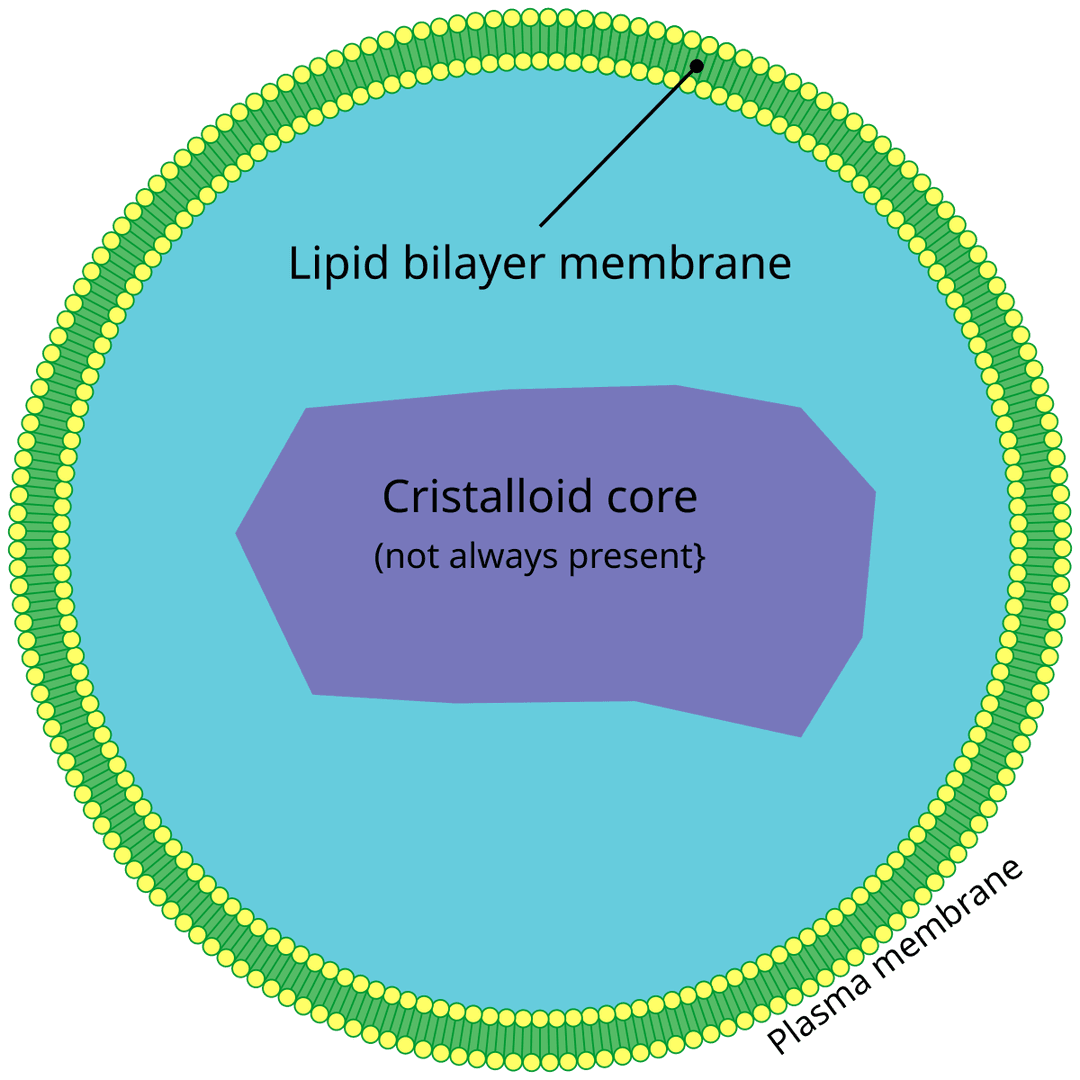 Peroxisome - Wikipedia