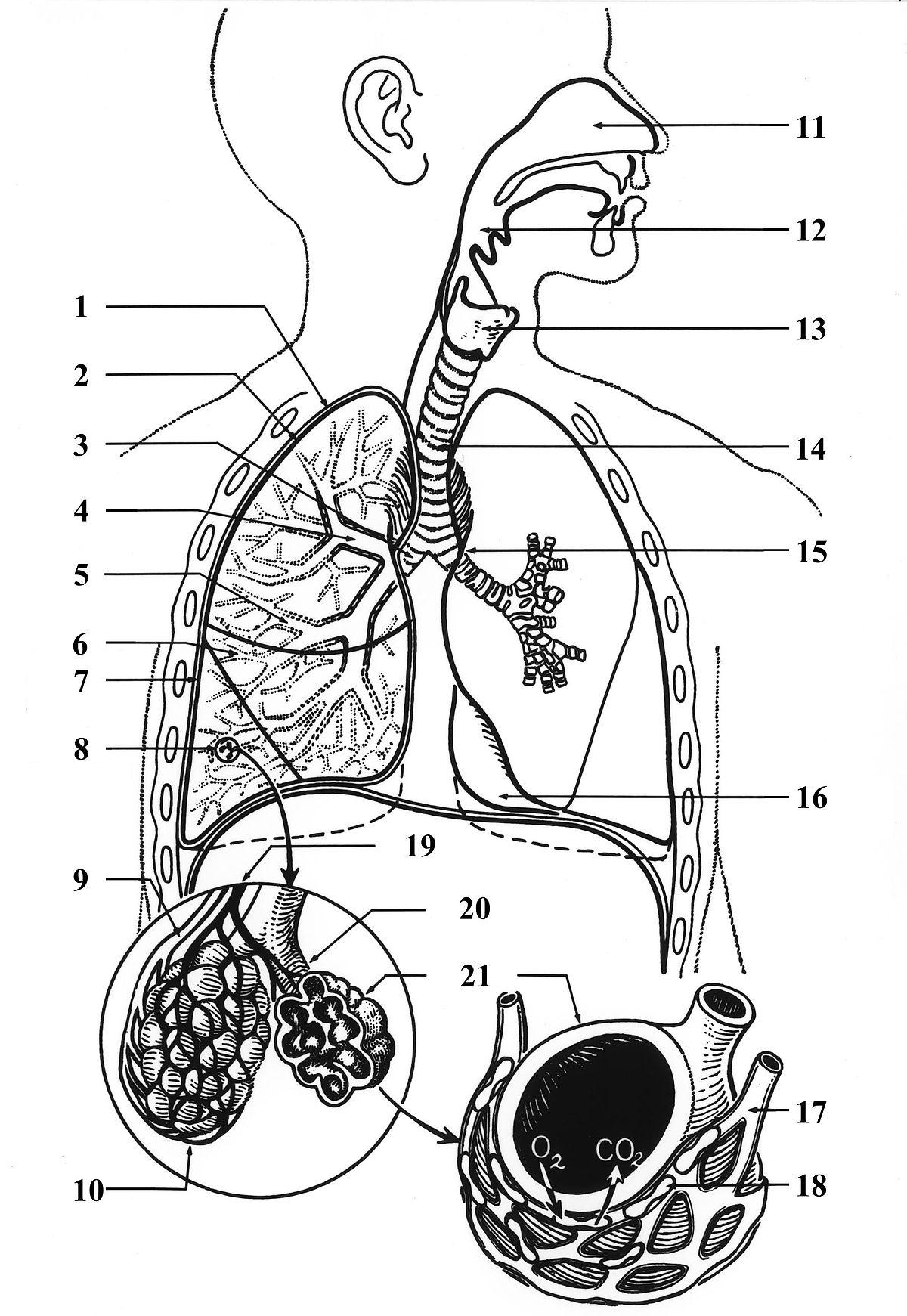 Pharynx — Wikipédia