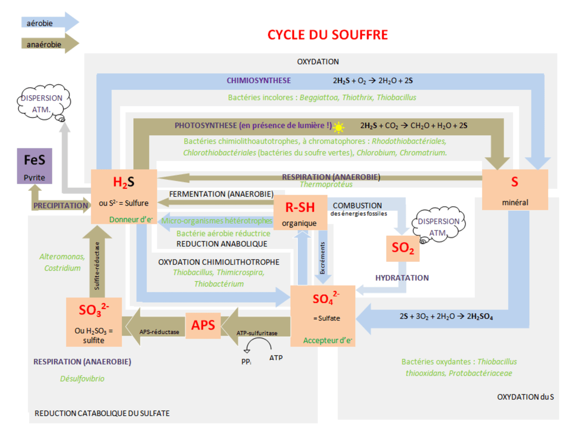 Cycle du soufre — Wikipédia