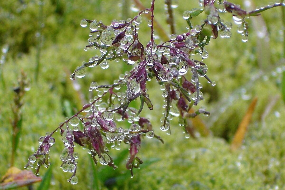 Condensation — Wikipédia