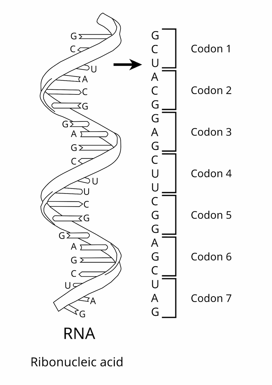 Genetic code - Wikipedia