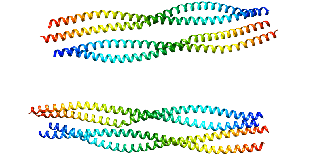 Glial fibrillary acidic protein - Wikipedia