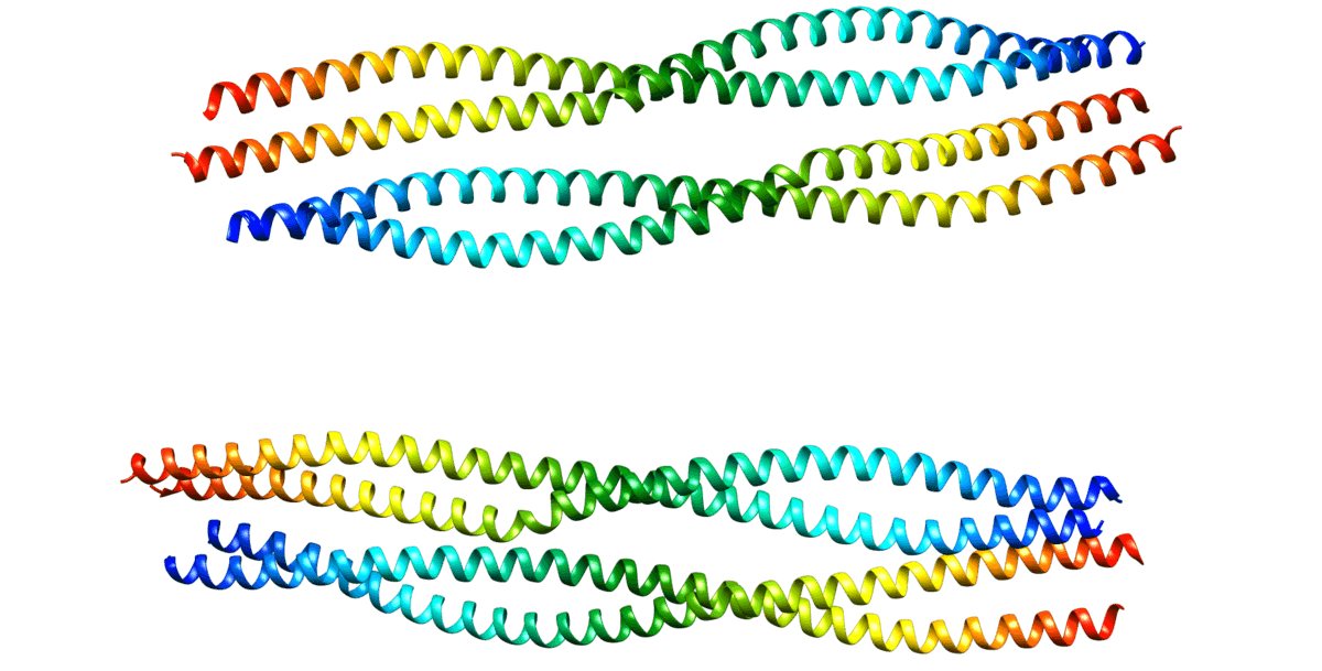 Glial fibrillary acidic protein - Wikipedia