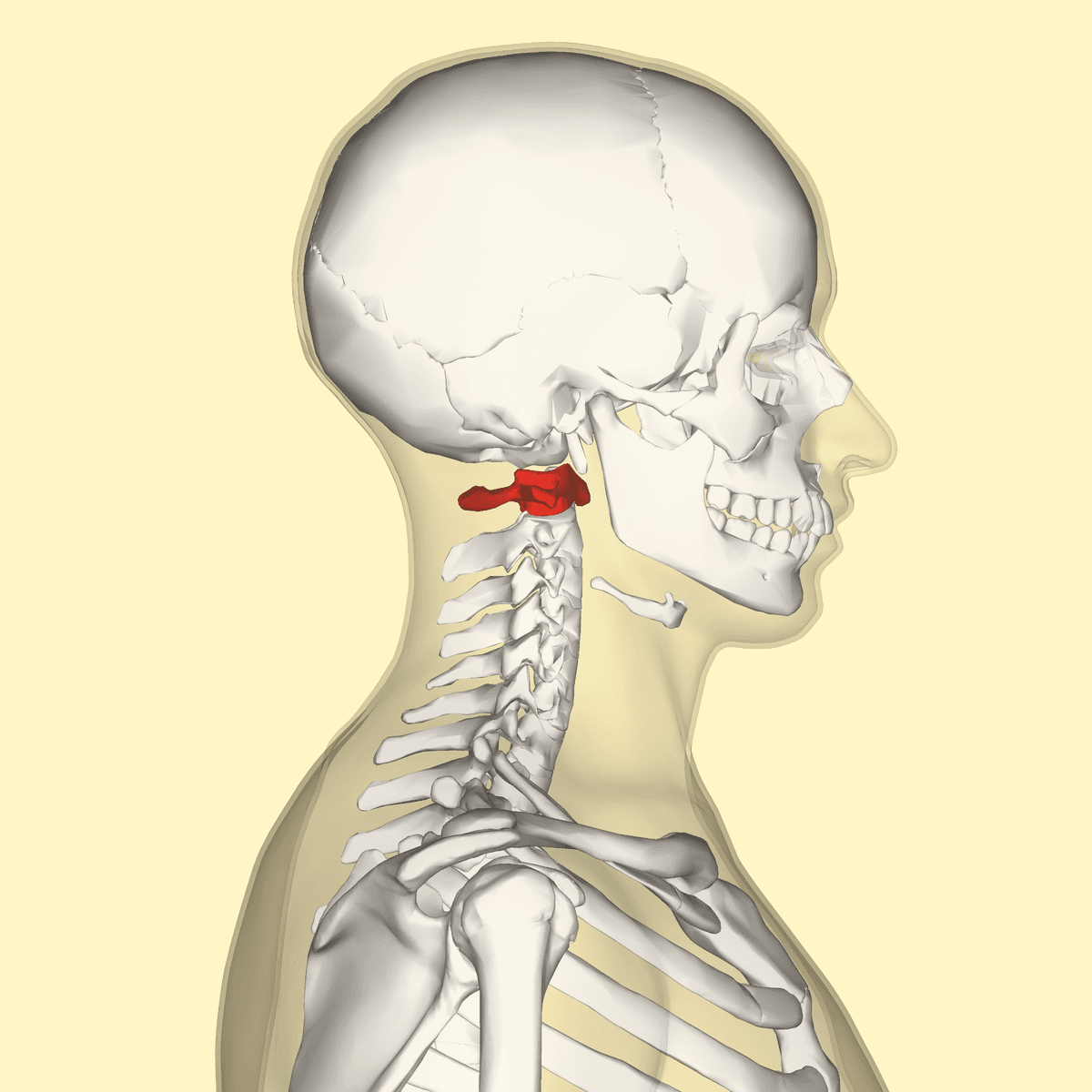 Atlas (anatomy) - Wikipedia