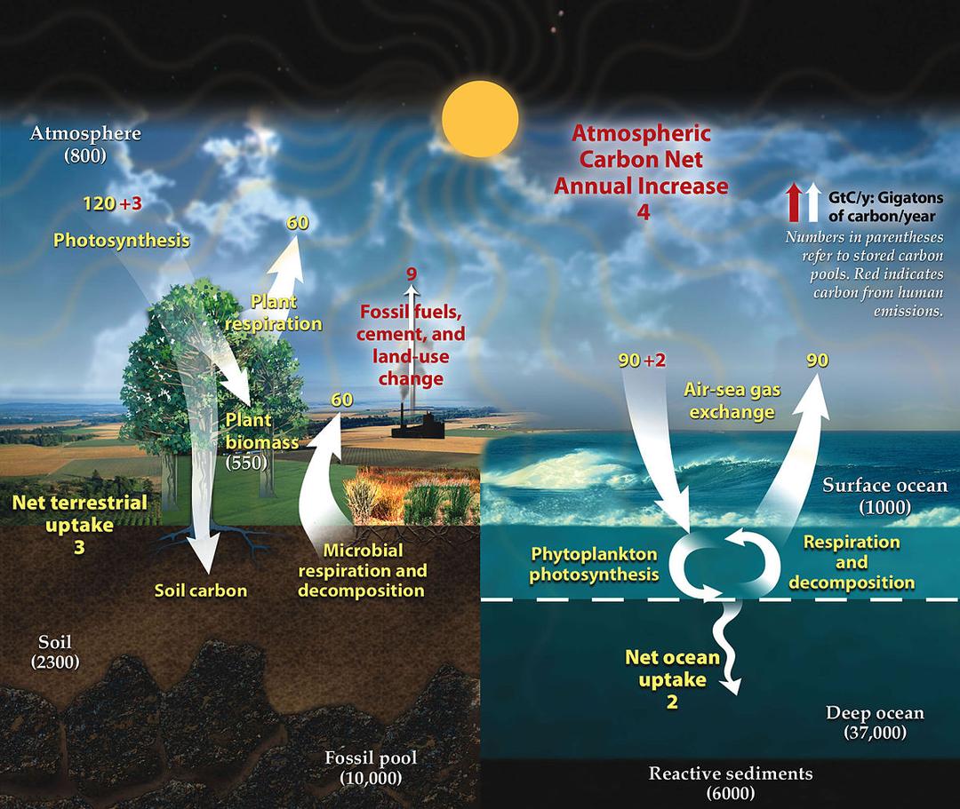 Carbon cycle - Wikipedia