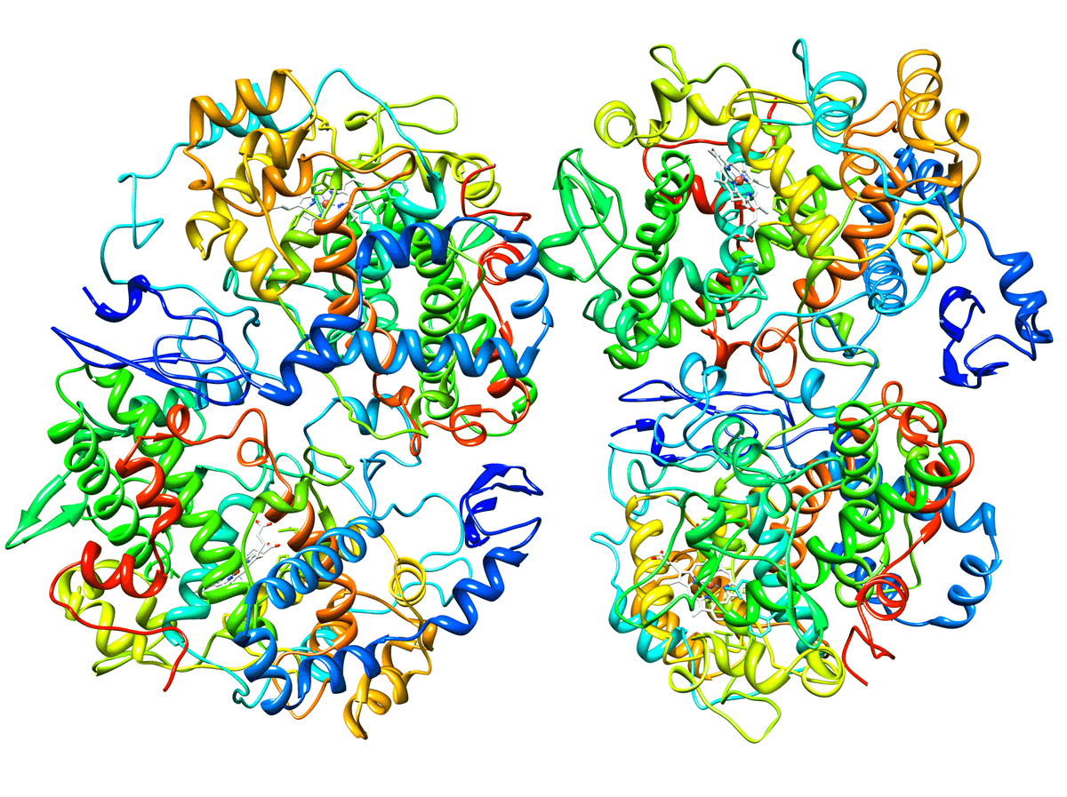 Cyclooxygénase 2 — Wikipédia