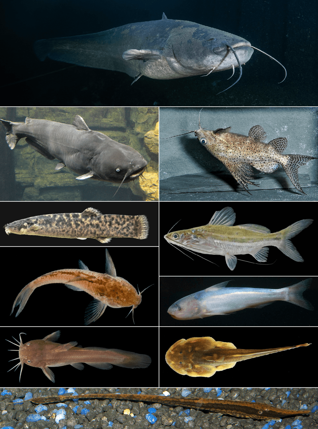 Catfish - Wikipedia