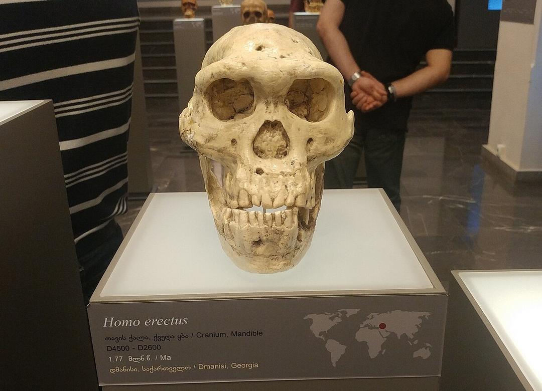 Dmanisi skull 5 - Wikipedia