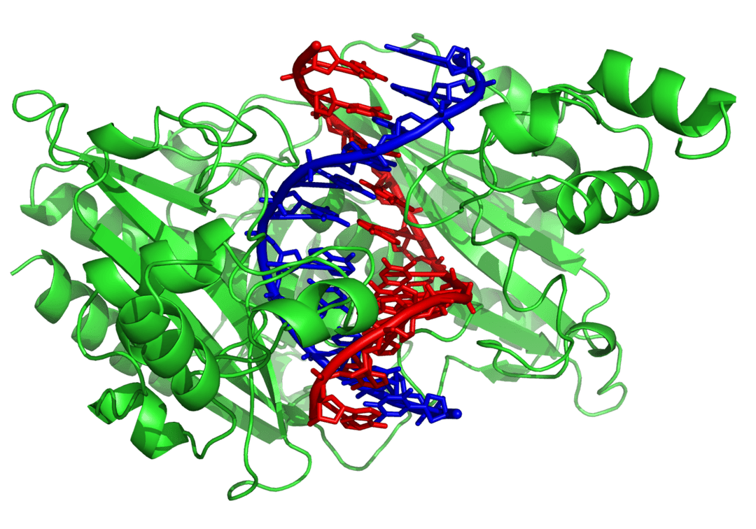 Enzyme de restriction — Wikipédia